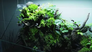 Swamp Aquascape with Built-in Waterfalls l Low tech Paludarium Design