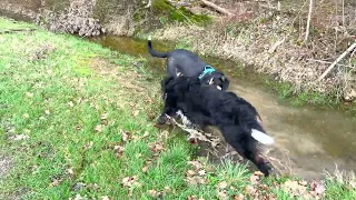 Grosser Schweizer Sennenhund/Grand Bouvier Suisse/in seinem Element/dans son élément