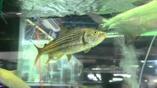 Freshwater Atlantic tarpon(Megalops atlanticus) and Hydrocynus Vittatus @ Chatuchak Market, Bangkok