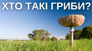 ГРИБИ - СПРАВЖНІ ВОЛОДАРІ ЦІЄЇ ПЛАНЕТИ. ХТО Є ГРИБАМИ? СКІЛЬКИ ЇХ? ДЕ ЇХ ШУКАТИ?