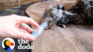 Baby Goat Covered In Tar Gets Baths For Three Days, And... | The Dodo