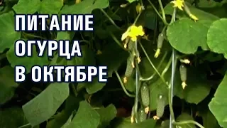 ПРО ПИТАНИЕ ОГУРЦА В ОКТЯБРЕ (07-10-2019)