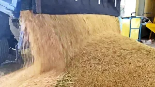 COMO se HACE el ARROZ BLANCO en las FÁBRICAS🌾| Como se CULTIVA y COSECHA el ARROZ integral