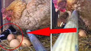 Farmer Thinks Hen Laid Egg, Then He Gets a Closer Look at What She’s Actually Protecting