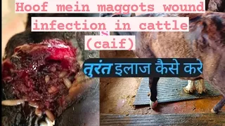 #Vet How to help an animals with Maggots wound # removing maggots from an infected cows (caif) foot