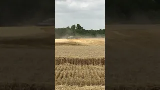 Wheat harvest at Stroda Farms in 2020