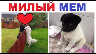 Лютые приколы. Самый милый мем