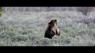 Grizzly Bear 399 Courtship/Mating-5K-2022-Wildlife Photography-Jackson Hole/Grand Teton/Yellowstone