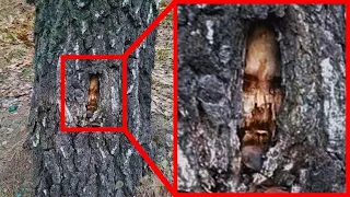 Odkryli w drzewie coś czego nikt nie miał zobaczyć