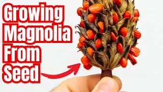 Master the Art of Growing Magnolia Trees from Seed: Complete Guide