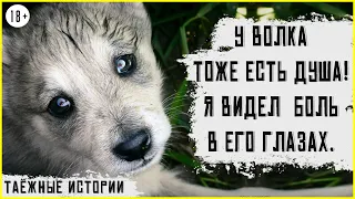 Волчья верность и преданность – истории про волков. Таежные истории и байки. Случай в тайге | 18+