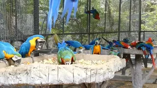 World Biggest Macaw Aviary Farm