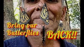 Bring back our butterflies.