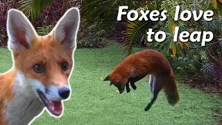 Foxes love to leap