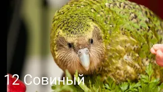 ТОП-25 пород попугаев!