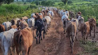 PARA O GADO NÃO MORRER DE FOME COLOCARAM NO ESTRADÃO! Mais de 1000 cabeças 😱