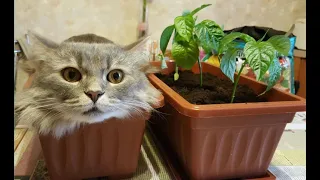 🐈 猫の育て方！ 😺 気分が上がる面白い猫と子猫のまとめ！ 😻