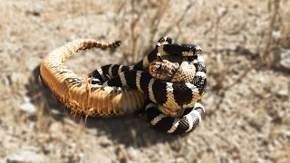 King Snakes Vs Rattlesnake In A Big Fights- Who Will Win?