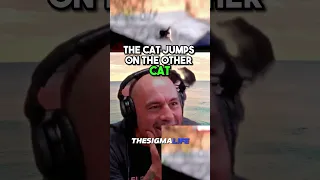 Clever Raven Provoking Cats to Fight | JRE  #joerogan #jre #animalshorts