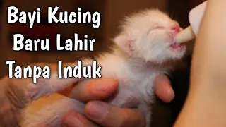 Lagi-lagi | Merawat Bayi kucing baru lahir Tanpa Induk || Kucing Yatim