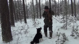 Нахаживание  лайки по кунице.