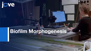 Biofilm Morphogenesis Analysis by 3D-OCT | Protocol Preview
