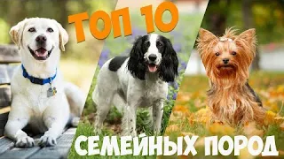 ТОП 10 собак - компаньонов для семьи