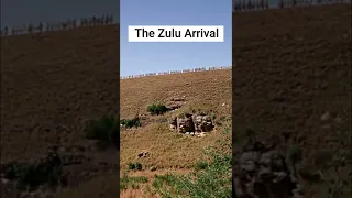 Zulu Arrival #shorts #zulu #war #warmovie #british