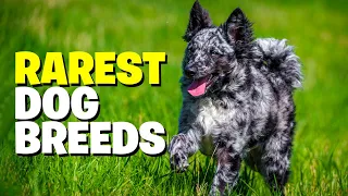 Top 10 Rarest Dog Breeds