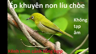 ép khuyên non líu chòe