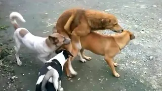 Dog Mating - Who's gonna stucked 3 male-1 female