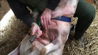 Marking harness on Ram for marking with crayons on female Sheep