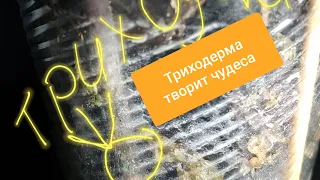 Триходерма творит чудеса 😍.Как выглядит триходерма в горшке у орхидеи?Реанимац-ые орхидеи через 15дн