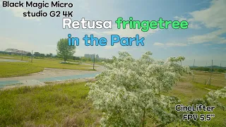 이팝나무숲의 드론  retusa fringetree in the park #cinelifter #blackmagic
