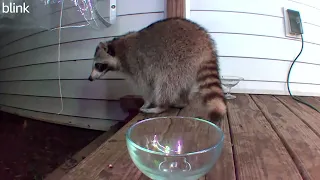 By 1:34am, raccoon has emptied the bowl