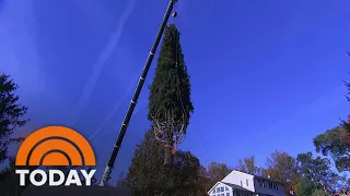 How Rockefeller Center Tracked Down The Perfect Christmas Tree