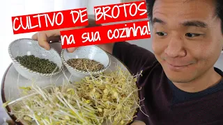 Aprenda a cultivar brotos (moyashi) dentro de casa! 🌱