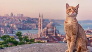 СТАМБУЛ – ГОРОД КОШЕК (Istanbul, Turkey – the City of Cats)