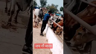 🙏🏻Jai Gau mata ki ♥️#fitness #youtubeshorts #shortsfeed #cowlover #gau mata @ElvishYadavVlogs