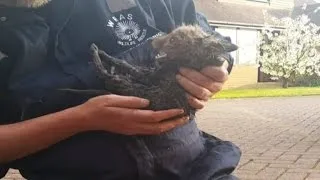 Momma Fox Watches Closely As Rescuers Save Her Cub From Drain Pipe