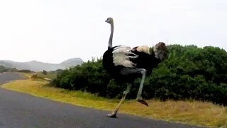 Ostrich Chases Cyclists in South Africa | National Geographic