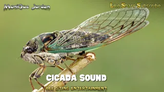 Mo Jordan.🍀 brings - Cicada Sounds in Nature 🦗🪲#cicada #nature
