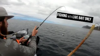 Fishing with LIVE BAIT ONLY  | Tuna, bonito off a kayak | Cape Town, South Africa