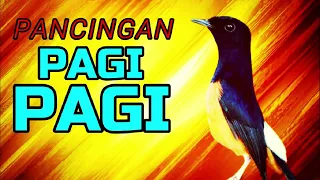 Pancingan PAGI PAGI❗❗ Murai DIAM Pasti Ikut Nyaut Dengar Pancingan Ini❗