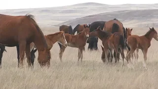 Табун с жеребятами.(конец апреля)