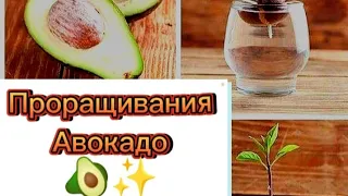 Как вырастить авокадо дома? Проращивания авокадо 🥑✨