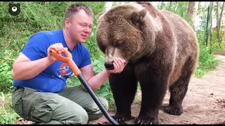 Когда медведь соскучился🐻❤