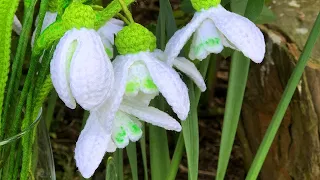 Crochet Snowdrop Flower