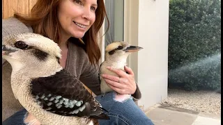 I'm friends with wild kookaburras ❤️ #love #birds #youtube #cute