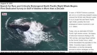 NOAA looking for Rare Right Whale in Pacific Ocean Extinct